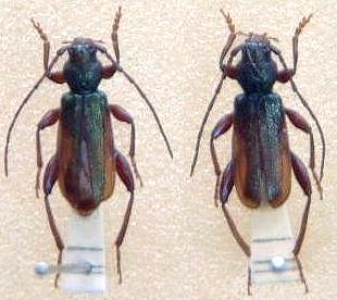 Palaeocallidium kuratai