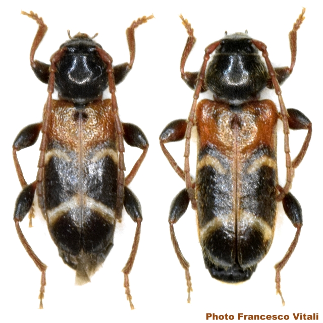 Phymatodes (Poecilium) alni