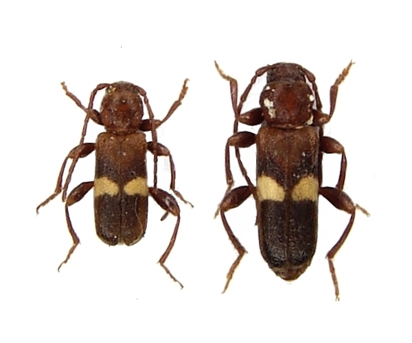 Phymatodes (Paraphymatodes) fasciatus