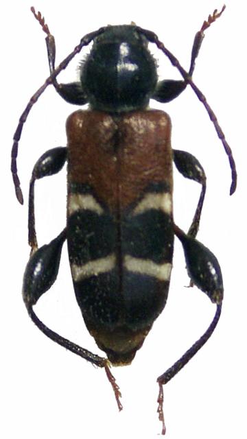 Phymatodes (Poecilium) maacki