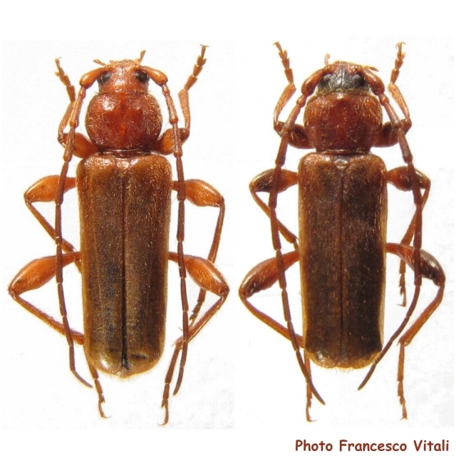 Phymatodes (Phymatodes) testaceus