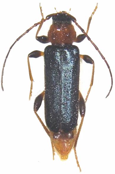 Phymatodes (Phymatodes) testaceus Phymatodes (Phymatodes) testaceus