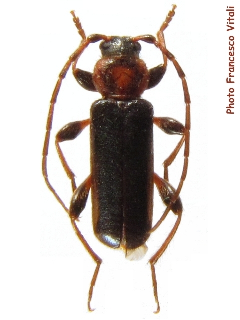 Phymatodes (Phymatodes) testaceus