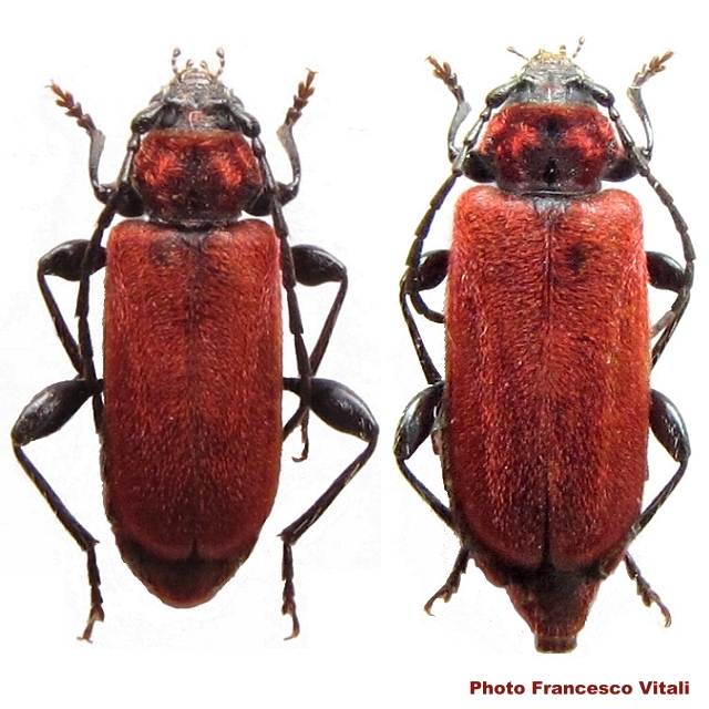 Pyrrhidium sanguineum