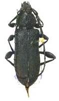 Ropalopus (s. str.) clavipes