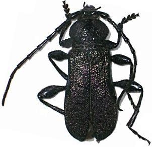 Ropalopus (s. str.) ungaricus insubricus