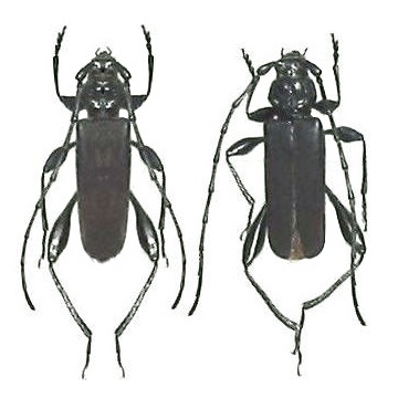Ropalopus (Prorrhopalopus) signaticollis