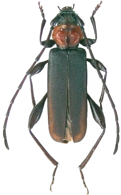 Ropalopus (Prorrhopalopus) speciosus