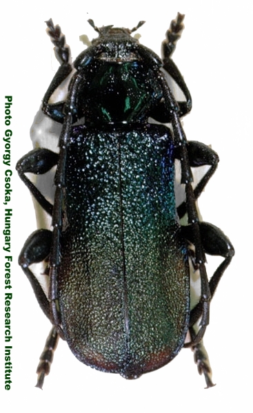 Ropalopus (s. str.) ungaricus ungaricus