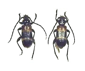 Semanotus bifasciatus