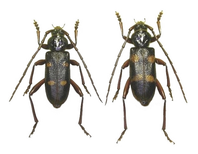 Semanotus japonicus