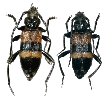 Semanotus laurasii