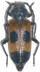 Semanotus russicus