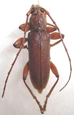 Ceresium simile flavopubescens