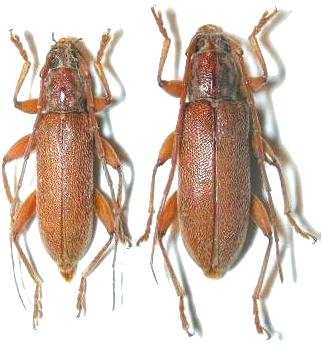 Ceresium simile flavopubescens