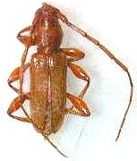 Curtomerus flavus Curtomerus flavus