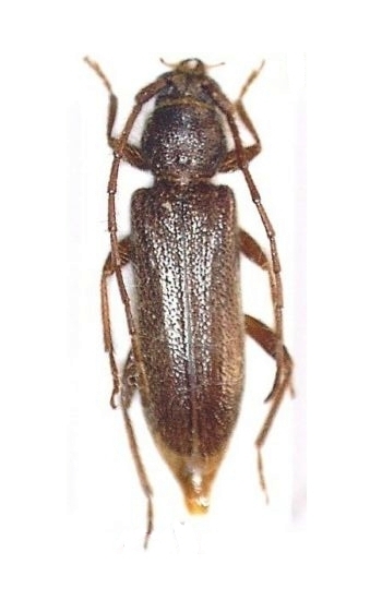 Gelonaetha hirta 