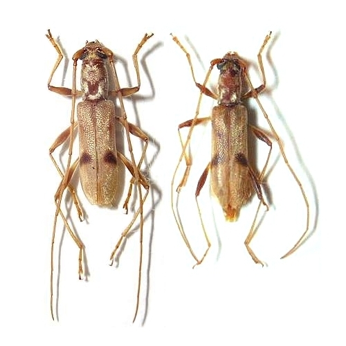 Parasalpinia kojimai