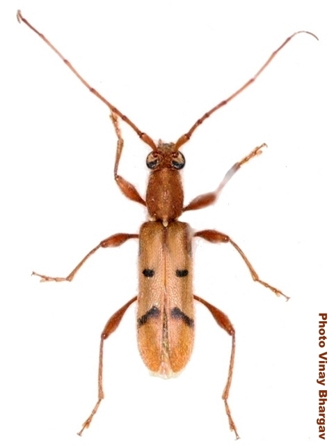 Stenodryas nigromaculata