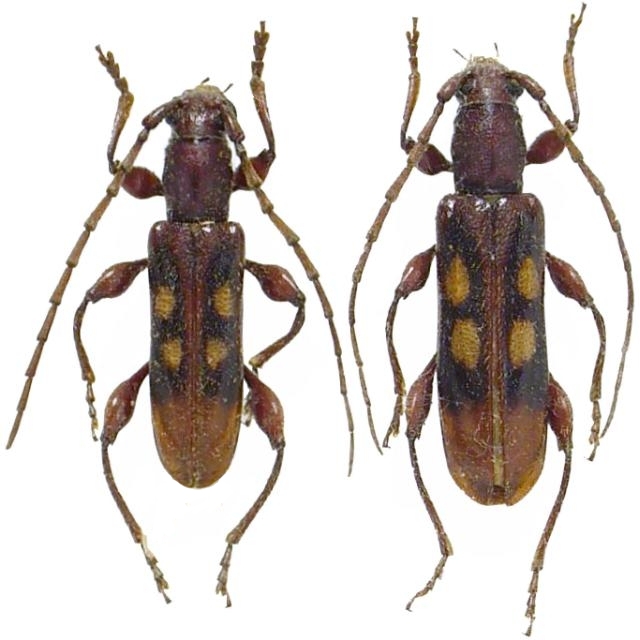 Stenygrinum quadrinotatum