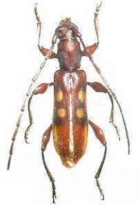 Stenygrinum quadrinotatum