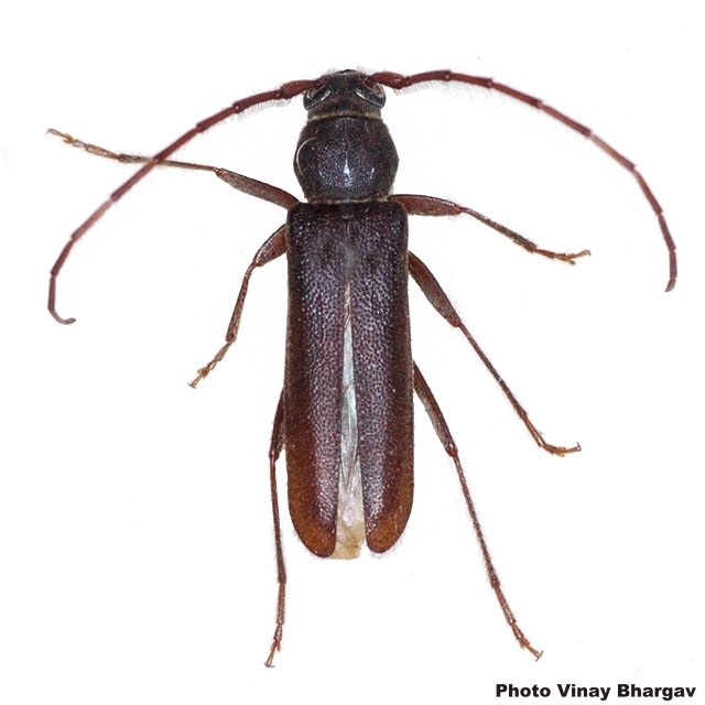 Trinophylum cribratum 