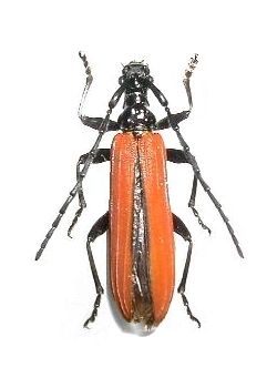 Stenoderus suturalis