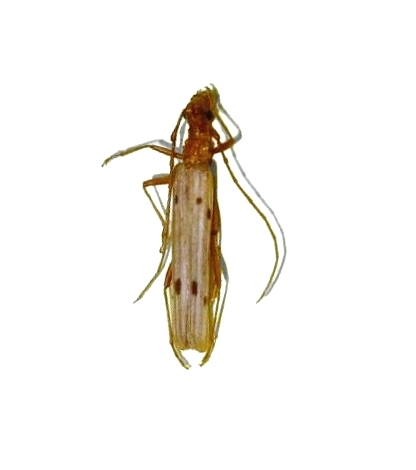 Syllitus schajovskoii