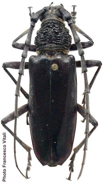 Trirachys inhirsutus