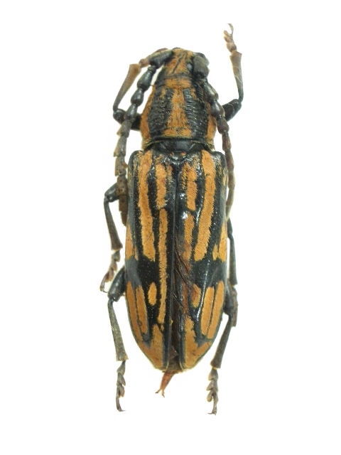 Allodissus sulcatipennis