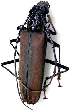 Bothrocerambyx nevermanni