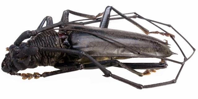 Juiaparus batus lacordairei