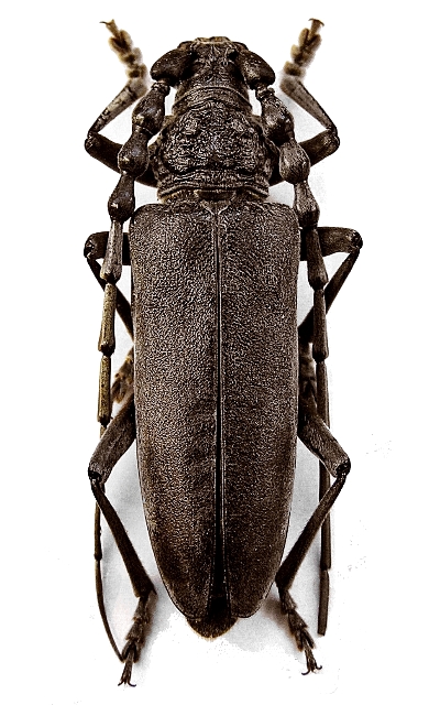 Cerambyx (Cerambyx) carinatus 