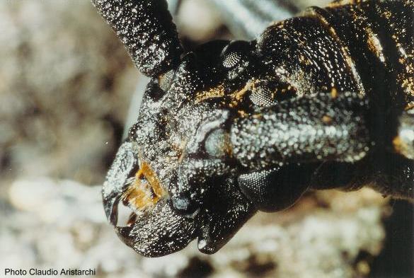 Cerambyx (Cerambyx) cerdo