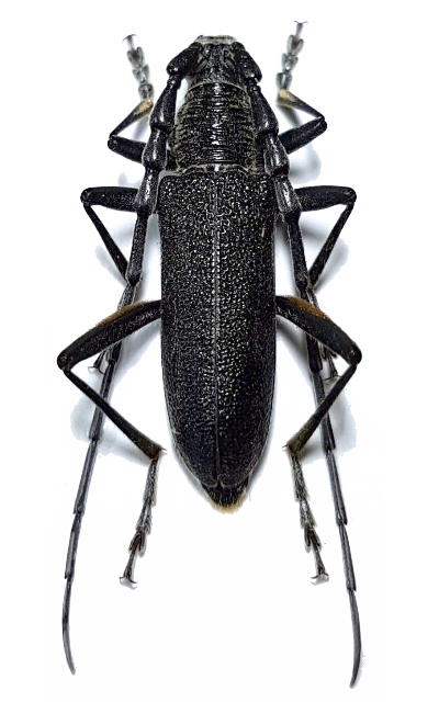 Cerambyx (Microcerambyx) multiplicatus 