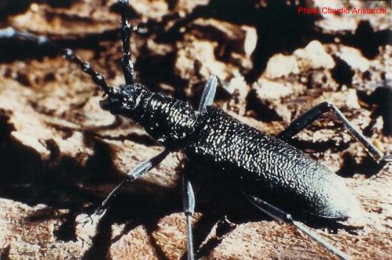 Cerambyx (Microcerambyx) scopolii Cerambyx (Microcerambyx) scopolii