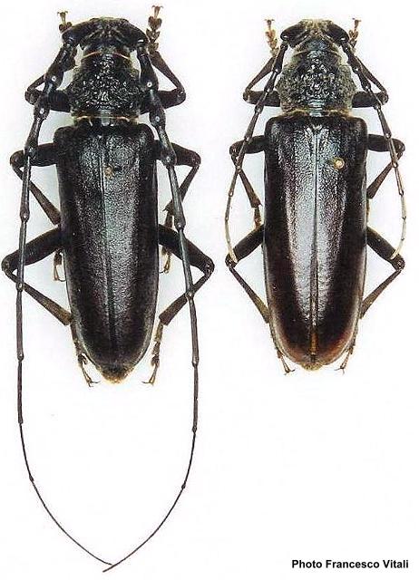 Cerambyx (Cerambyx) welensi