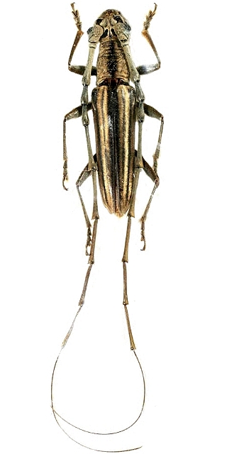 Spinidymasius grossescapus 