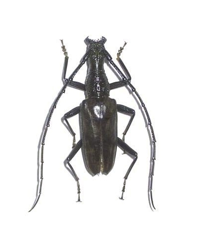 Hoplocerambyx severus