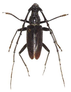 Hoplocerambyx spinicornis Hoplocerambyx spinicornis