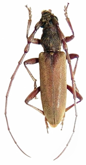 Margites fulvidus