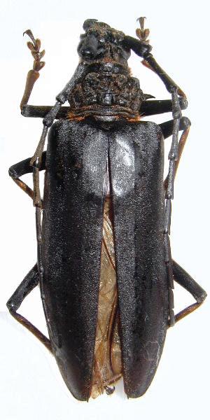 Nadezhdiella fulvopubens
