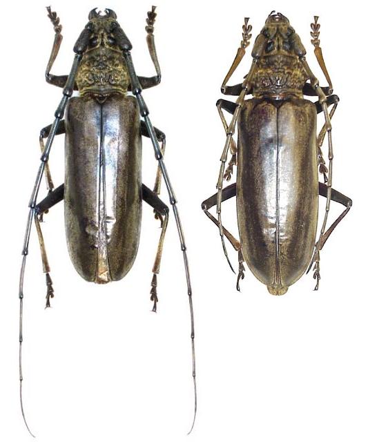 Nadezhdiella japonica