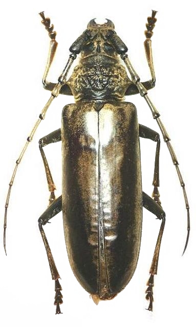 Nadezhdiella japonica