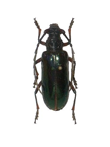 Neoplocaederus basalis