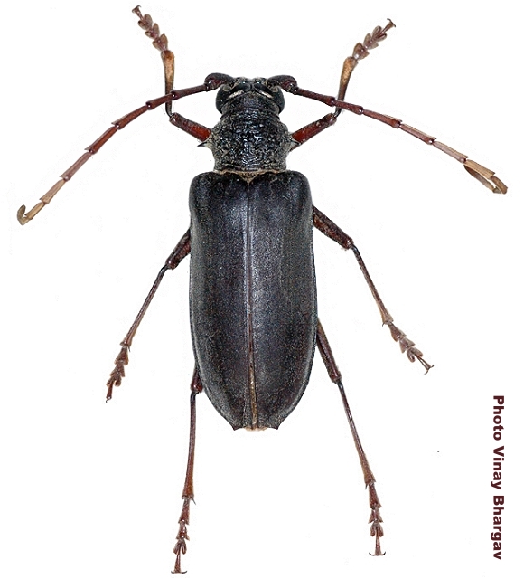 Neoplocaederus pedestris