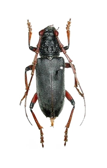 Neoplocaederus ruficornis