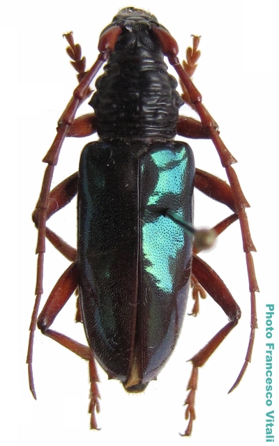Neoplocaederus viridipennis 