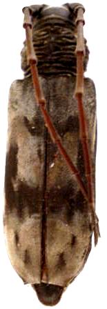 Afrodissus cameronicus