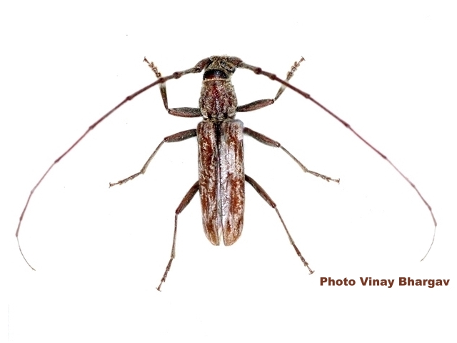 Pachydissus parvicollis 